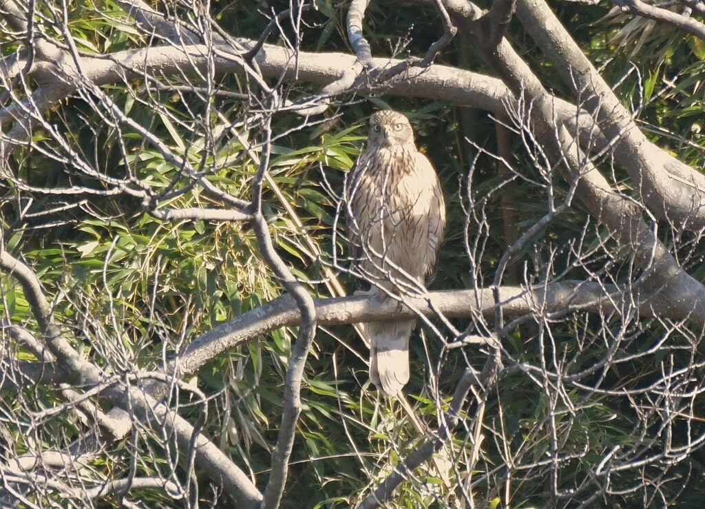 オオタカヨウチョウ