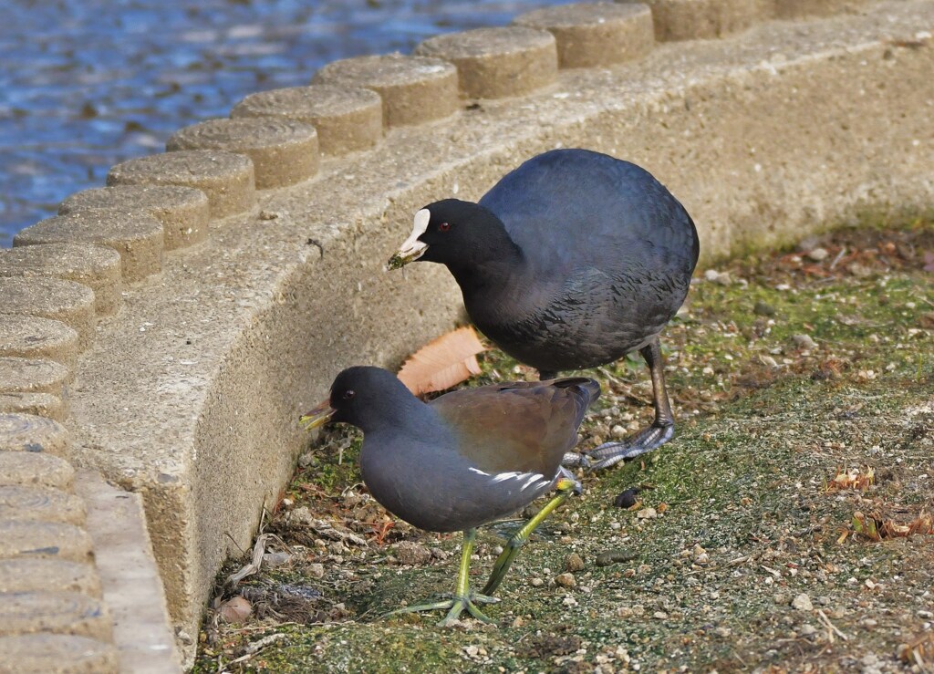 バン･オオバン