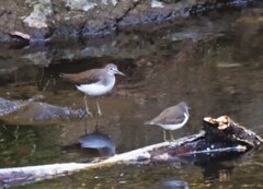 イソシギ+クサシギ