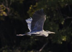 アオサギ