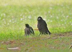 カラスの子