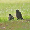 カラスの子
