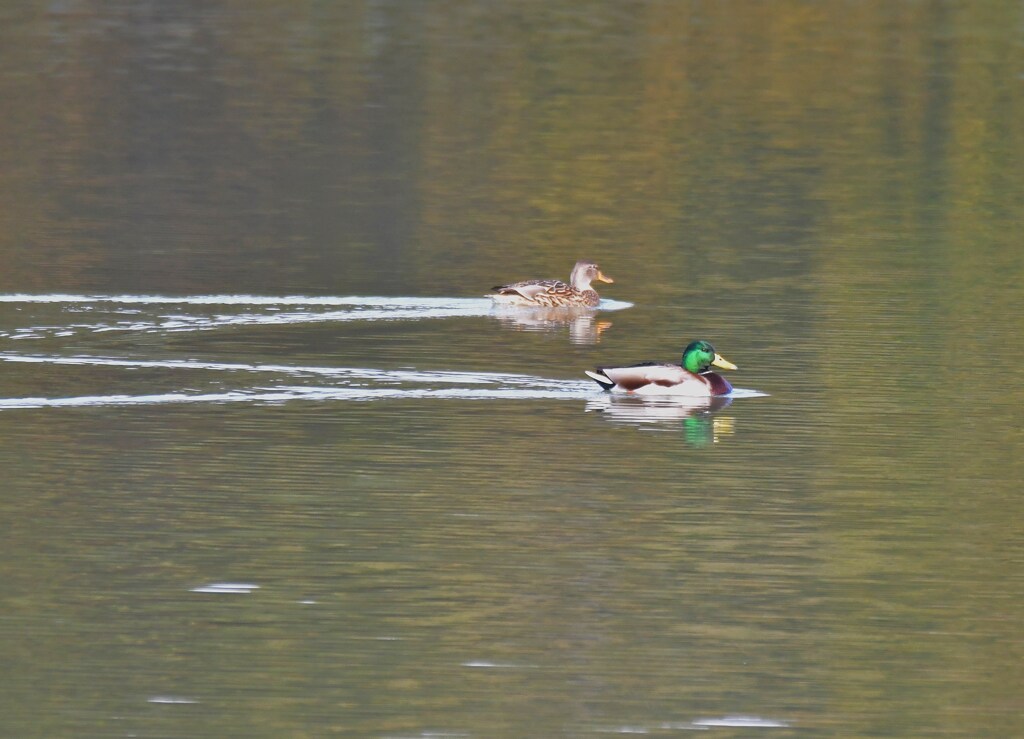 マガモ