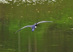 カワウ