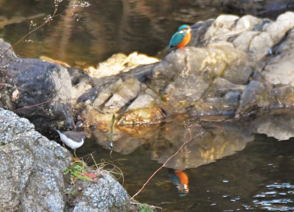 カワセミ+イソシギ
