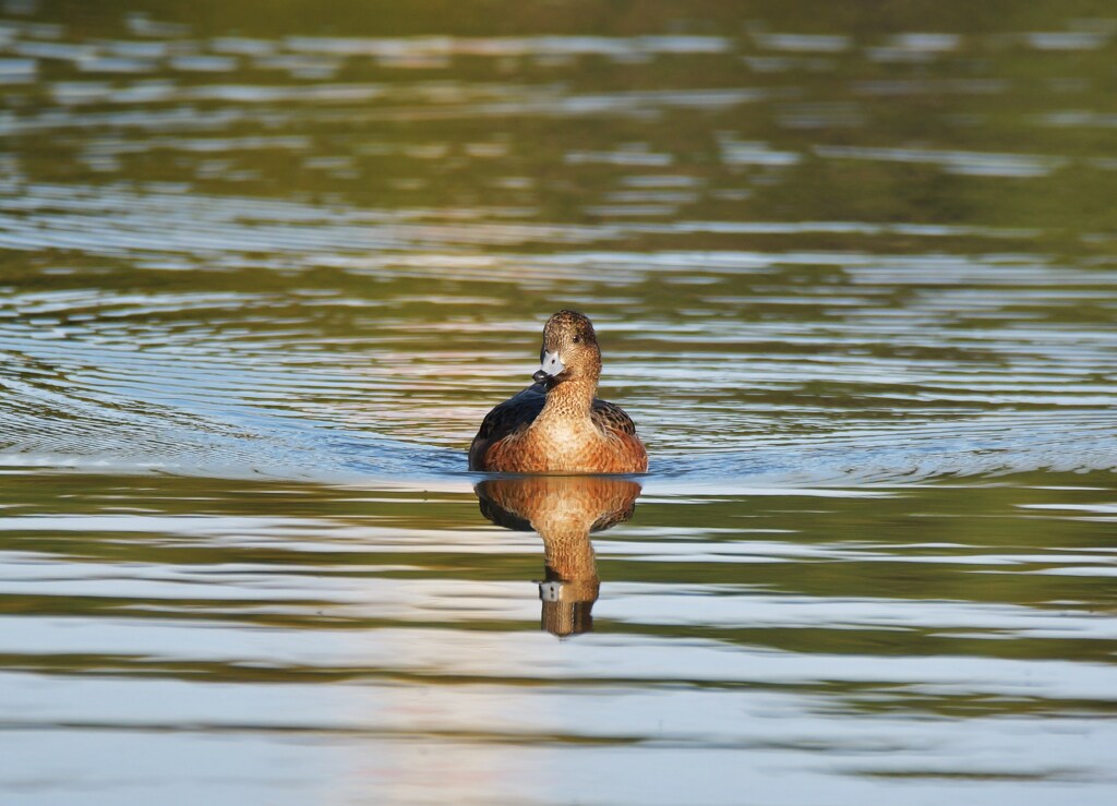 ヒドリガモ･大泉緑地探鳥会