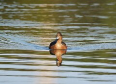 ヒドリガモ･大泉緑地探鳥会