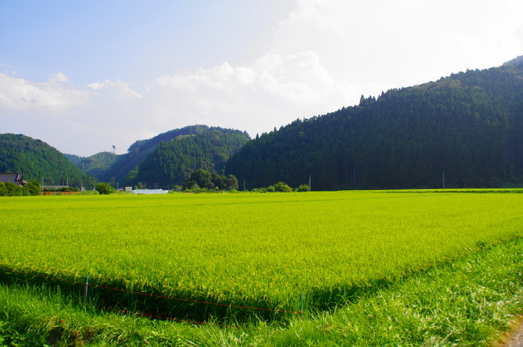 遠野の田園