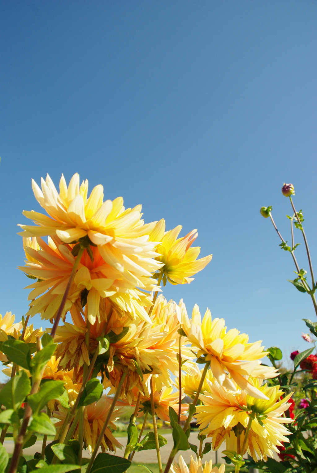 おひさまに向かうダリア