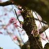 近所の桜