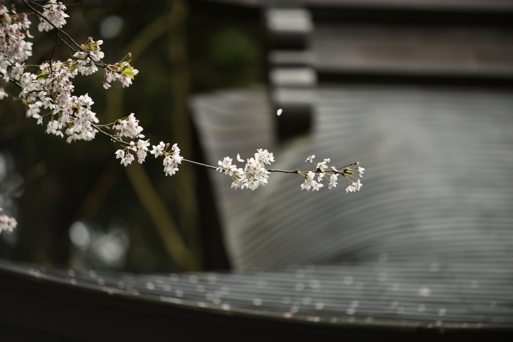 観桜