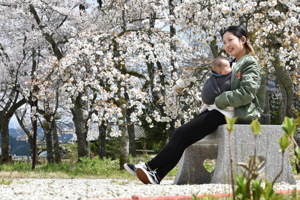 万葉の桜