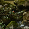 椿