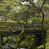 濃緑