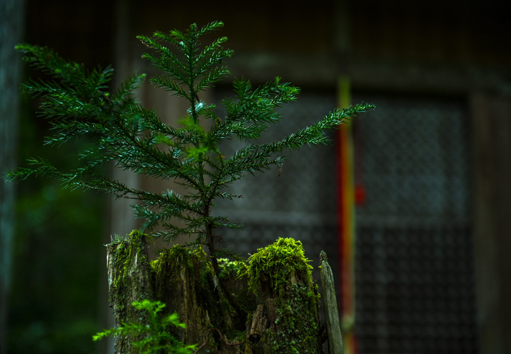 平泉寺白山神社