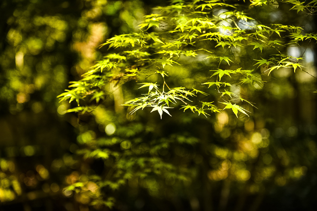 白光苑 青紅葉