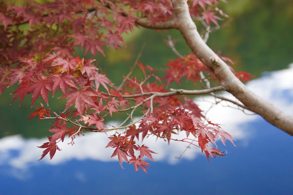 覗く紅葉