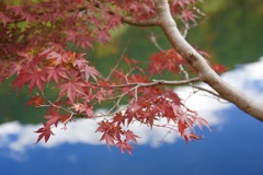 覗く紅葉