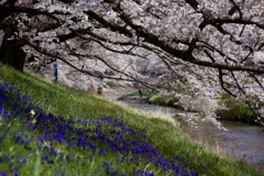 桜の屋根