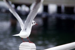 カモメ