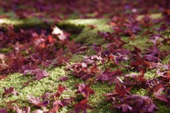 散る紅葉