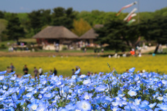 ひたち海浜公園のネモフィラ4