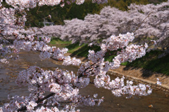 宇陀川の桜1