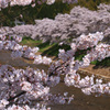 宇陀川の桜1
