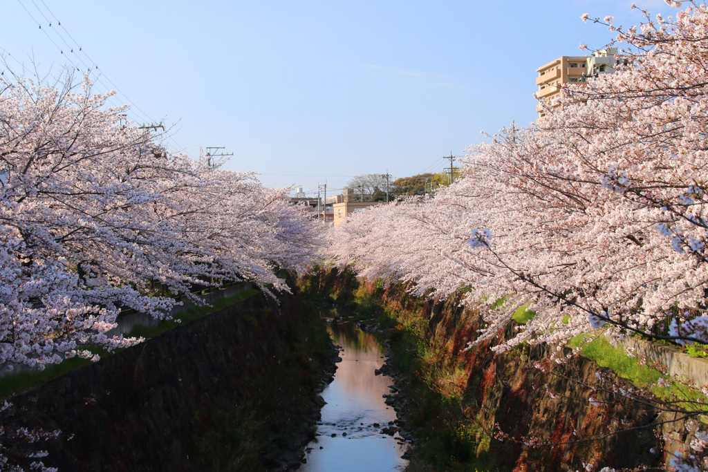山崎川1