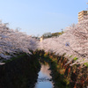 山崎川1