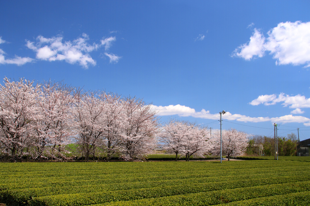 茶畑と桜