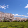 茶畑と桜