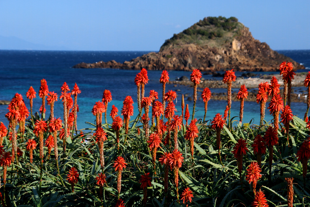 爪木崎水仙まつり11