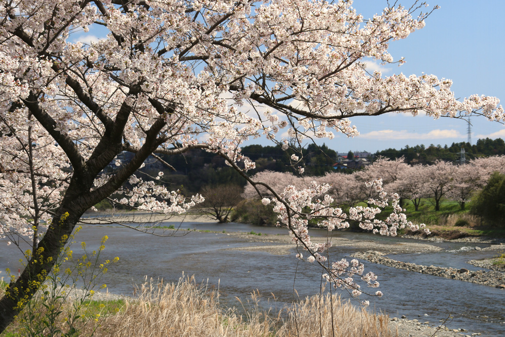 阿下喜の桜2