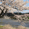 阿下喜の桜2