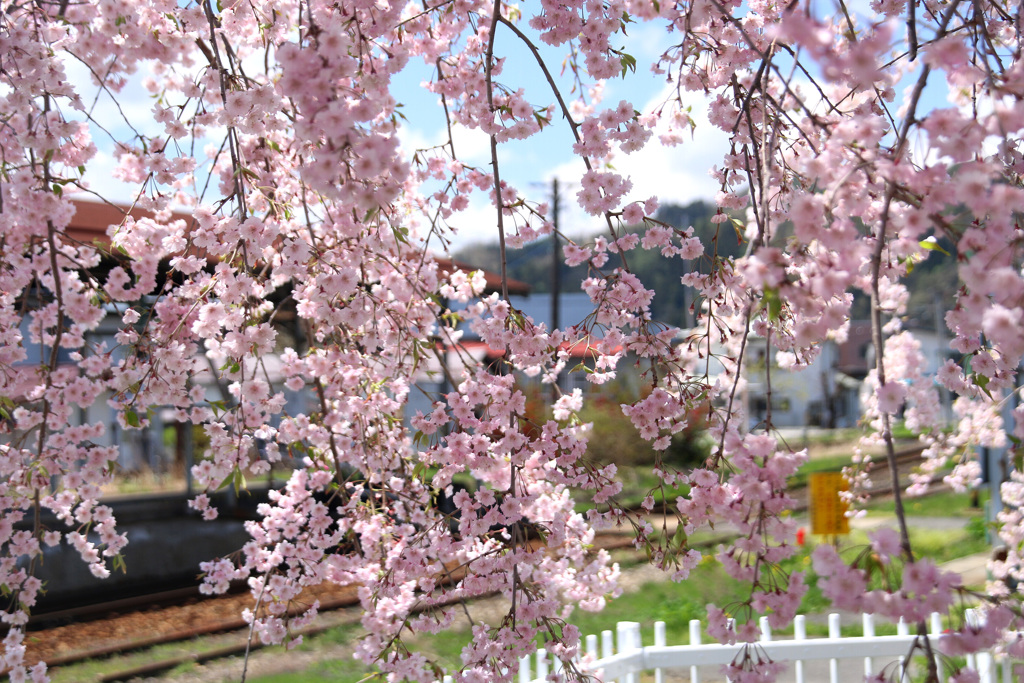 宮内駅の桜