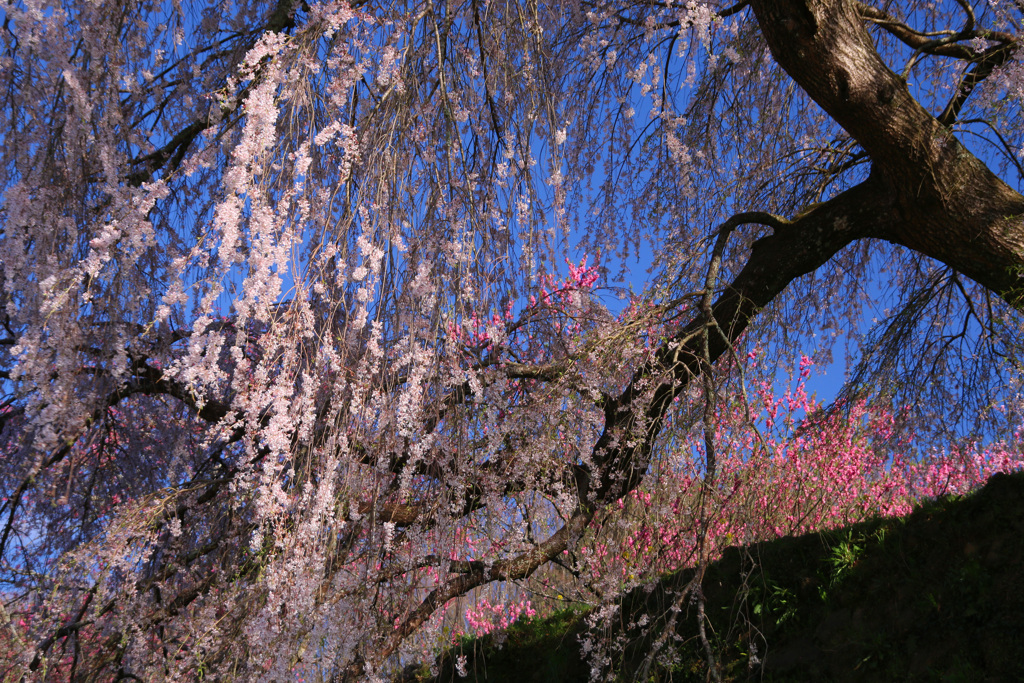 又兵衛桜3
