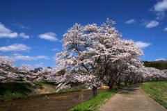 宇陀川の桜4