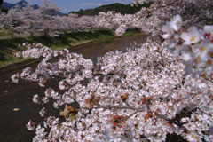 宇陀川の桜2