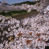 宇陀川の桜2