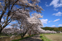 宇陀川の桜3