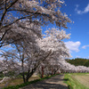 宇陀川の桜3