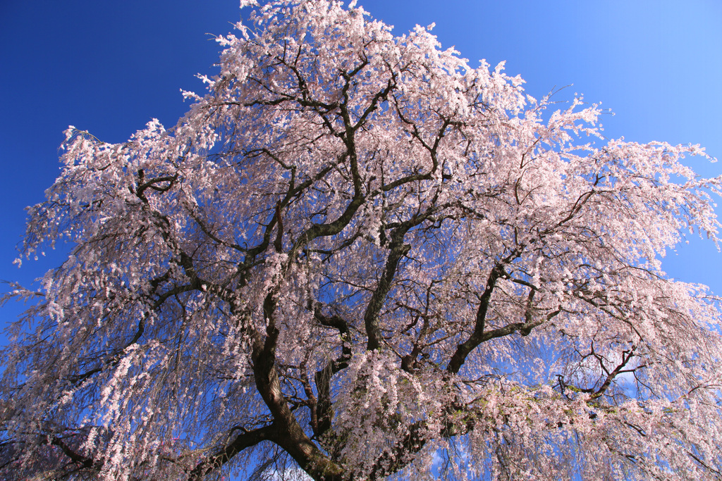 又兵衛桜2
