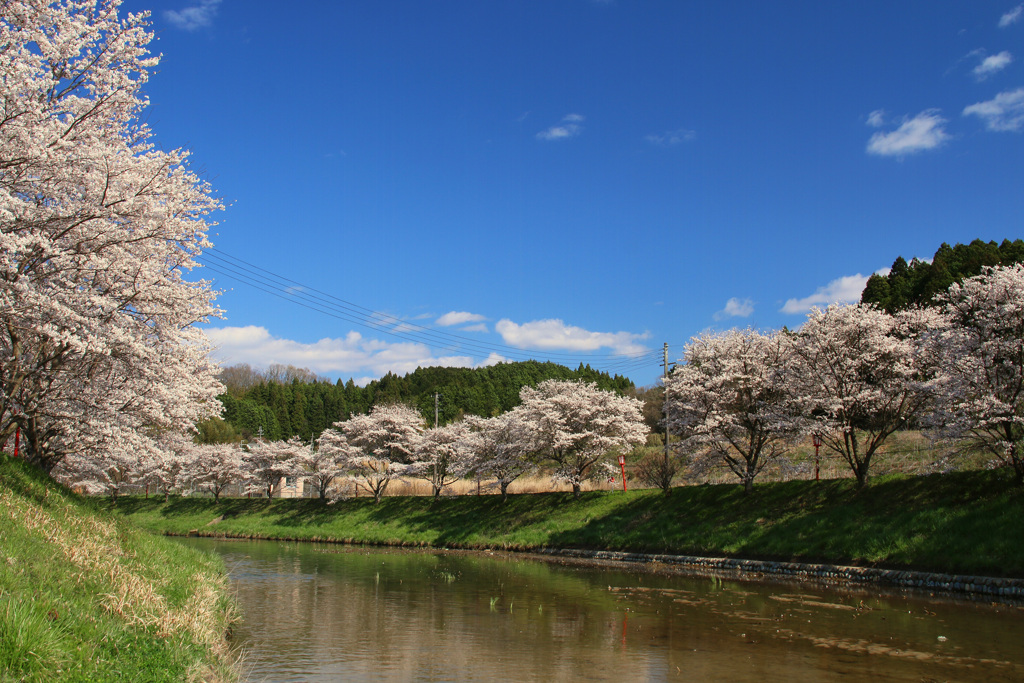 宇陀川の桜5