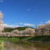 宇陀川の桜5