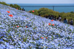 ひたち海浜公園のネモフィラ6