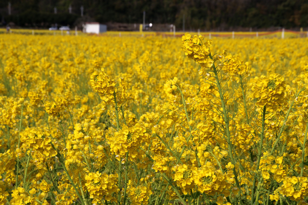 御津の菜の花畑1