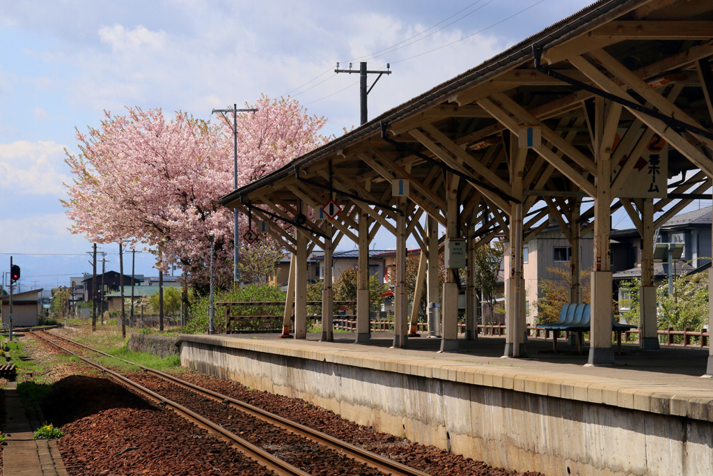 長井駅の桜