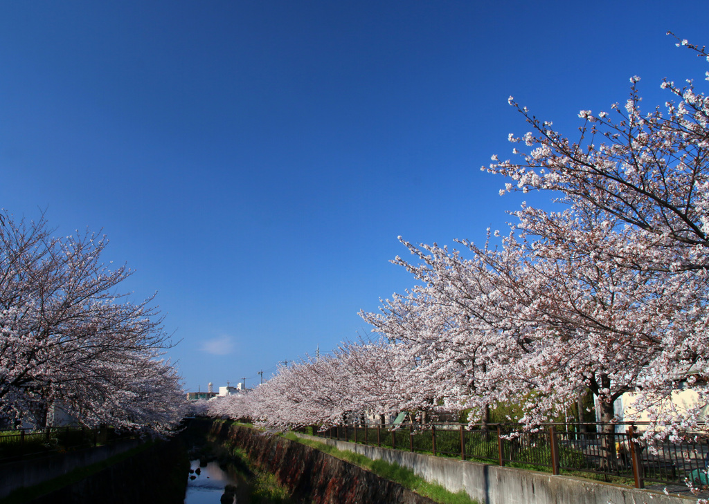 山崎川2