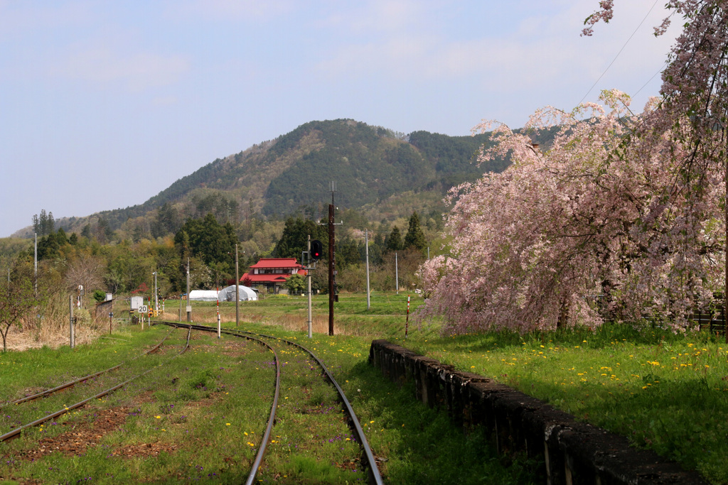 芦ノ牧温泉駅の桜